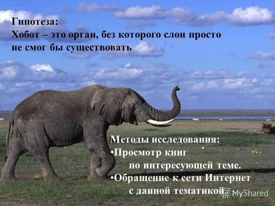 Почему у слонов хобот. Зачем слону хобот. у какого слона нет хобота. слон самый сильный. животные защищают людей.