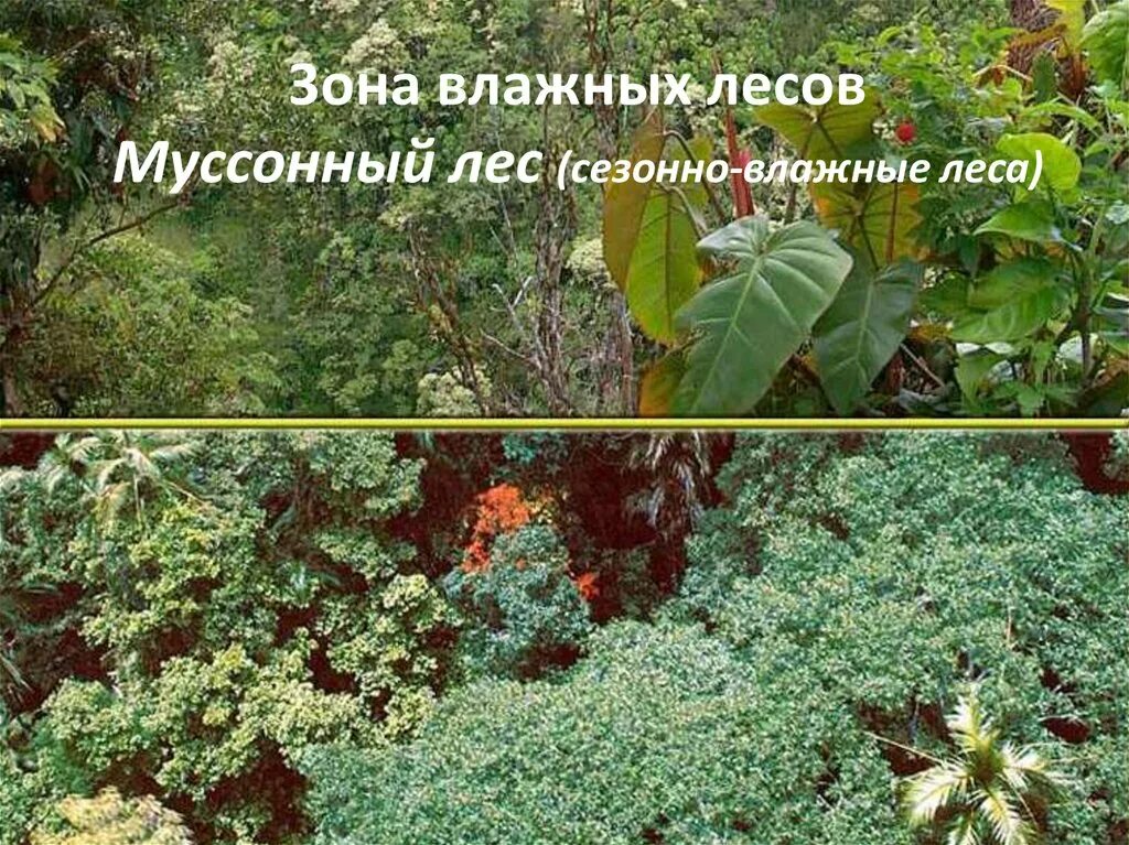 Переменно влажные растительность. Растения муссонных лесов евразии. муссонные смешанные леса растительность. растения переменно влажных муссонных лесов. муссонные леса россии.