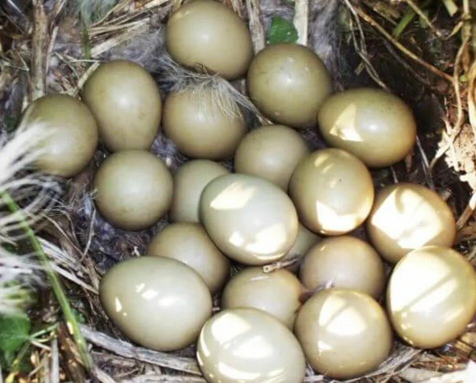 Яйца фазана купить. Гнездо фазана с яйцами. Яйцо фазана. Яйца фазана фото. Яйца дикого фазана.