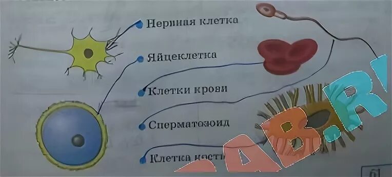 Живая клетка 5 класс биология. Живые клетки 5 класс биология. Схема живой клетки 5 класс биология. Живая клетка рисунок 5 класс биология. Рисунок клетка Живая система по биологии 5 класс.