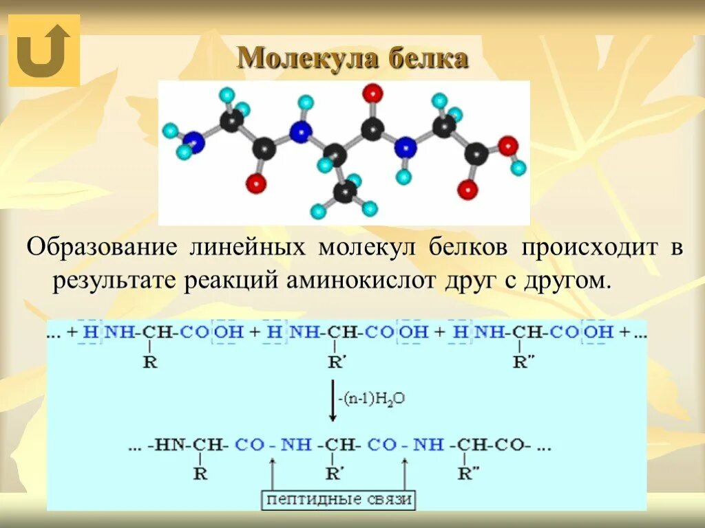 Белки молекулы. Образование молекул белков. Образование молекулы белка. Аминокислоты в молекуле белка.