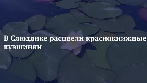 Озеро кувшинок в слюдянке