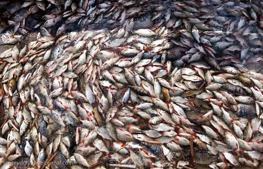 чебак дальневосточный. много рыбы в сети. улов рыбы. куча рыбы. много рыбы в сети.