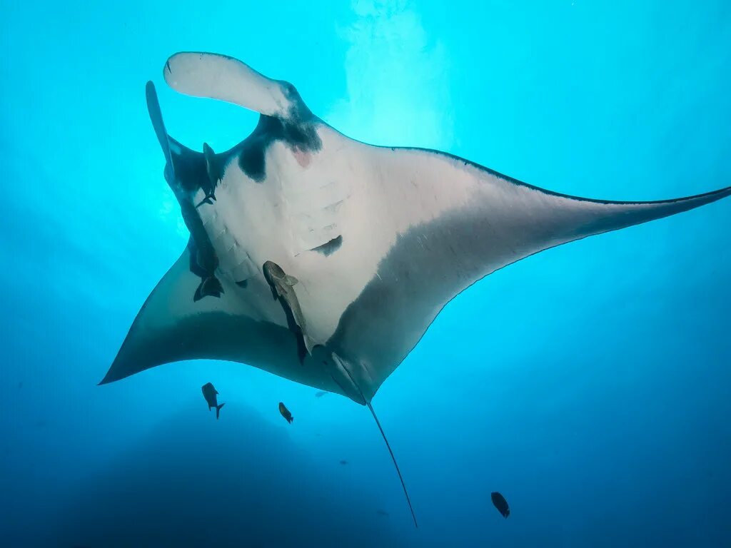 Вейп rincoe manto aio kit 80w. Манта под стоит. Манта под стоит. Манта под. Манта новая под.