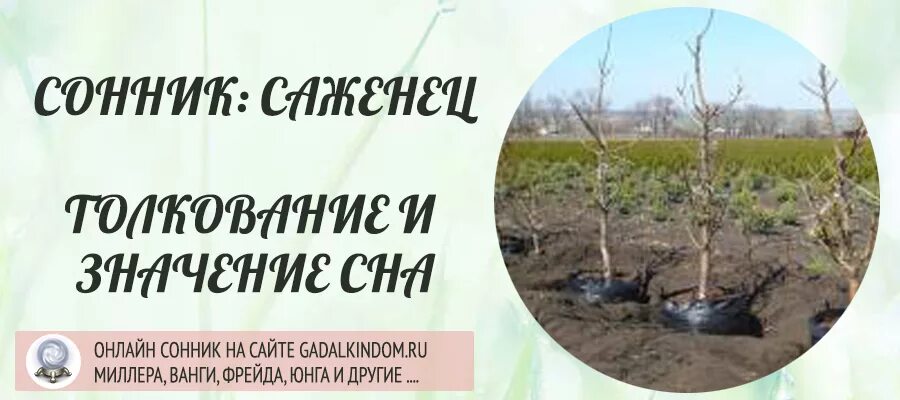 Саженцы во сне