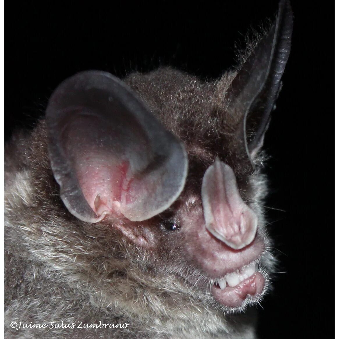 Chrotopterus auritus. Длинноволосый ложный вампир. Ложный вампир летучая мышь. Желтокрылый ложный вампир. Австралийский ложный вампир