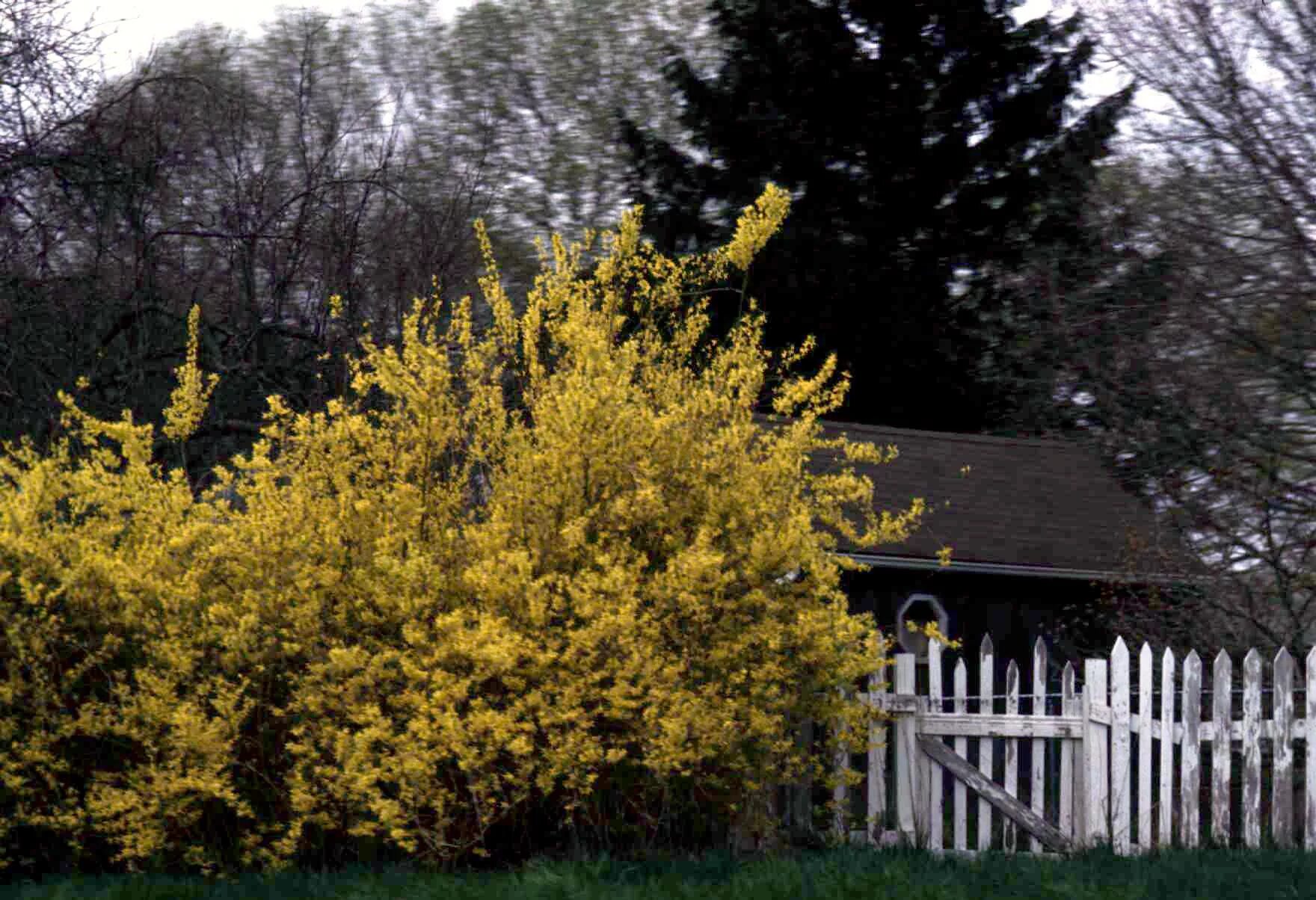 Форзиция голдзаубер. Золотой куст. Золотой куст. Форзиция промежуточная спринг глори. Форзиция и барбарис.