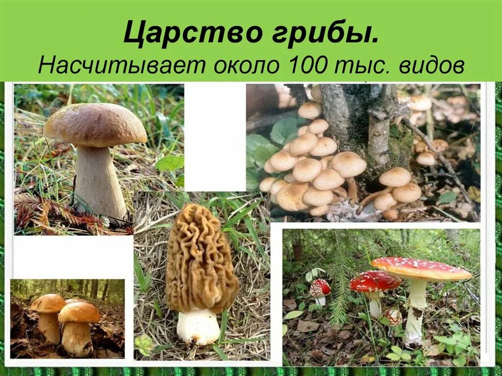 Определите царство в котором насчитывается около 5. Царство грибов. царство грибы насчитывает видов. царство грибы фото. количество видов грибов.