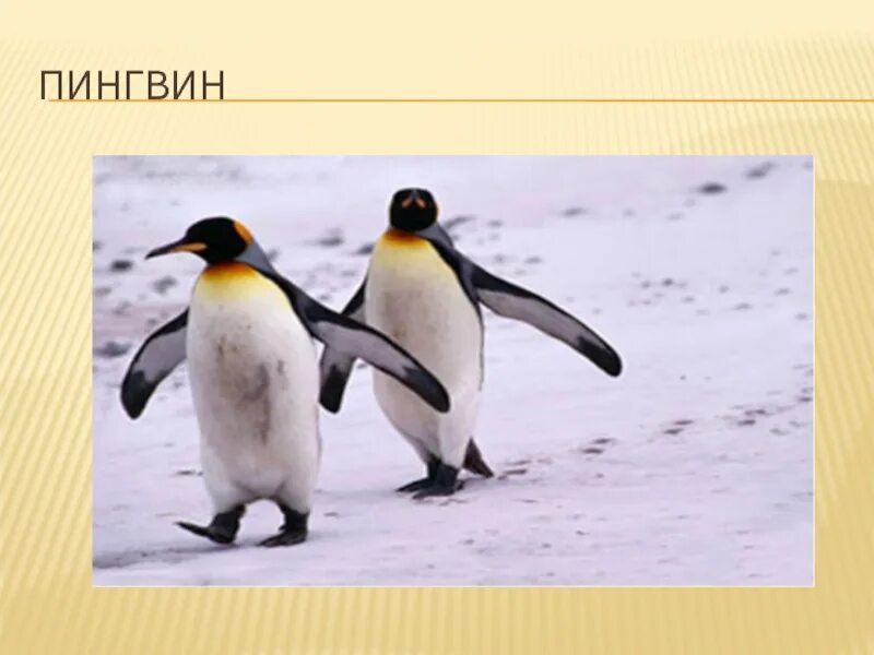 Летающий пингвин. Пингвины не умеют летать. Пингвины не умеют летать. Антарктида пингвины адели. Пингвин не умеет.