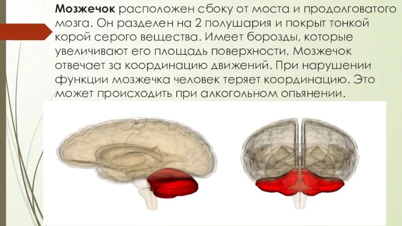 Строение черепа мозжечок. Функции мозжечка в головном мозге. Строение мозга мозжечок мост. Строение головы мозжечок.