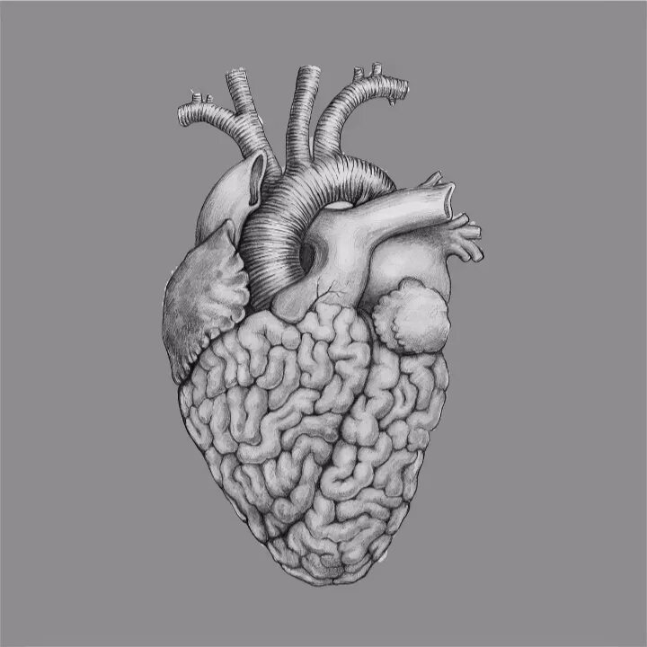 Heart and brain. Мозг и сердце. Сердце и мозг человека. Мозг эскиз.