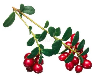 Lingonberry перевод