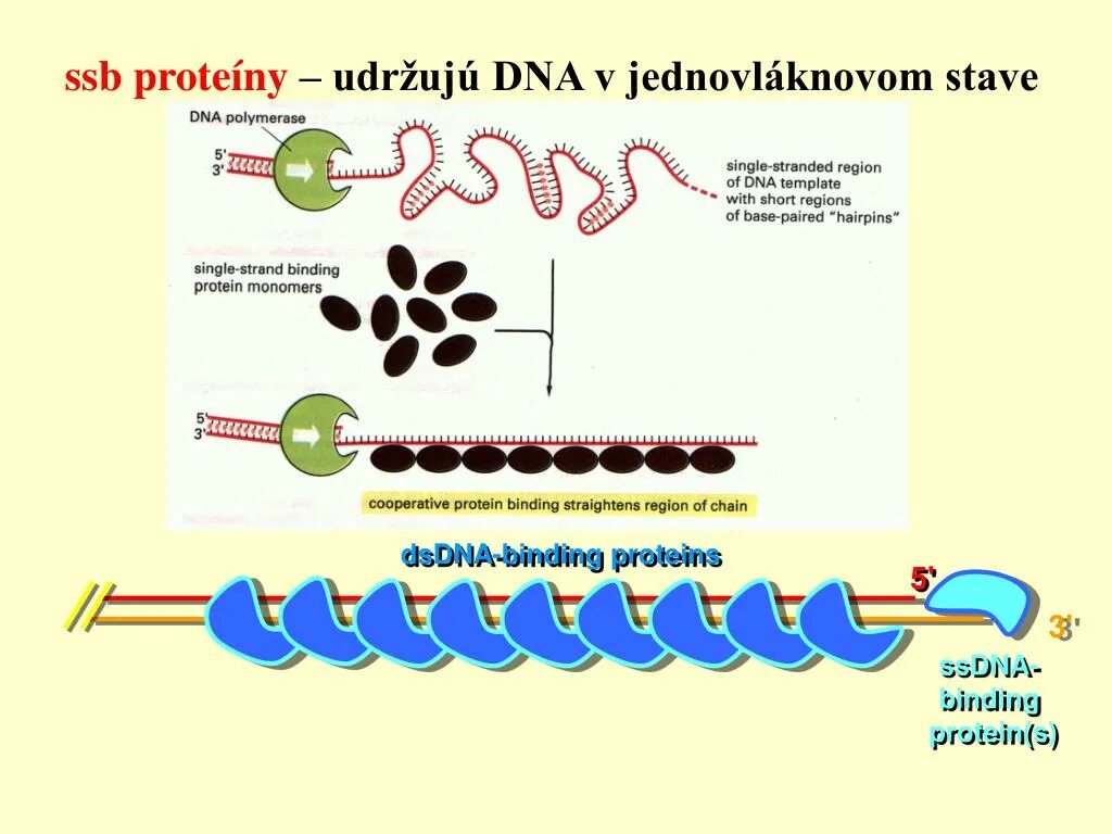 Кэпирование CP-Binding Protein. Anillin, actin Binding Protein. Galectin-3-Binding Protein. Транскрипционный фактор CREB (Camp-response element-Binding Protein)..
