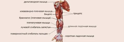 Тренаждағы бөксенің жақыннан түсірілген фотосы