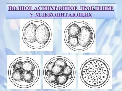 Дробление у человека