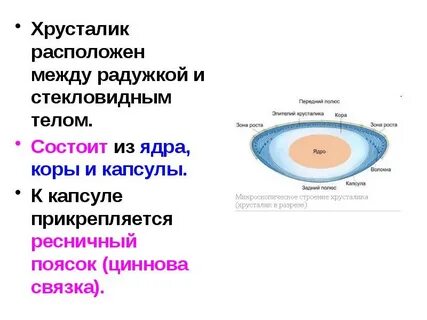 Связка хрусталика глаза функции