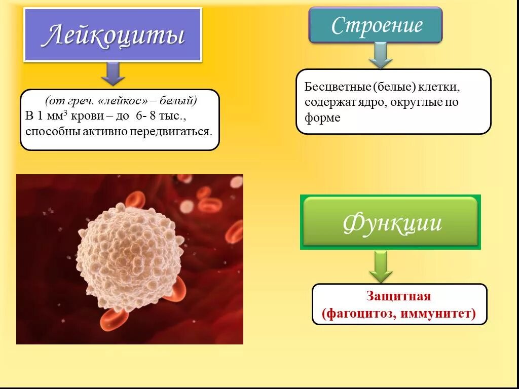 Лейкоциты строение клетки. Лейкоциты форма строение функции. Лейкоциты в крови строение и функции. Строение лейкоцитов человека. Способны к активному движению