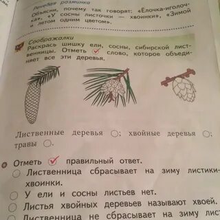 Лиственница сбрасывает на зиму хвоинки