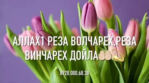 Мархнаш къобал дойла поздравления