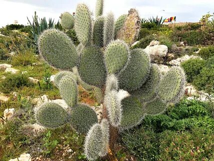 Cactus отзывы