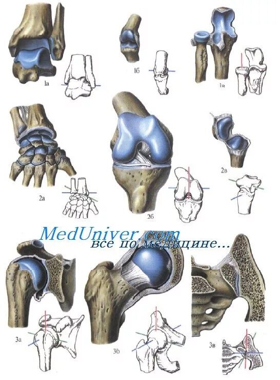 Названия суставов человека. Соединение костей хрящи суставы. Коленный сустав блоковидный. Одноосные двухосные и Многоосные суставы. Синовиальные соединения суставы.