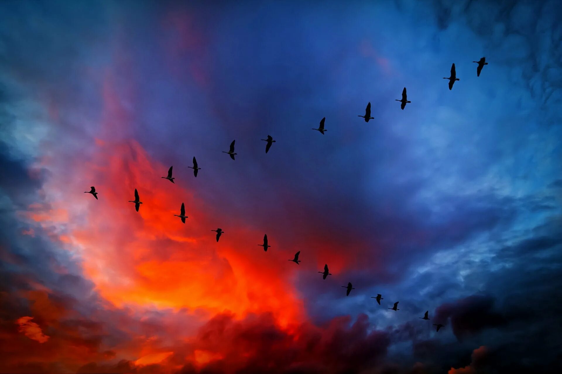 Стая полетели. Журавлиный Клин в небе живопись. Клин журавлей в небе. Птицы в небе. Птицы улетают.