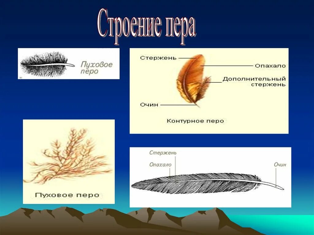 Строение контурного пера сизого голубя. Строение пера. Виды перьев. Перо строение. Значение пухового пера