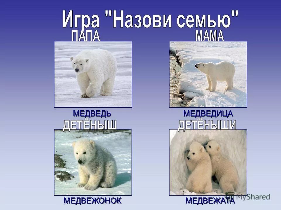 животный мир крайнего севера земли старшая группа. животные северных стран. животные крайнего севера для детей. художник-иллюстратор сергей варавин. животные северного полюса.