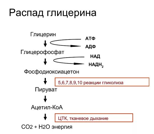 Пути распада. Распад глицерина биохимия схема. Пути образования и распад глицерина в тканях. Схема распада глицерина. Схема окисления глицерина.