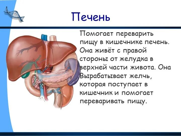 С какой стороны печень у человека