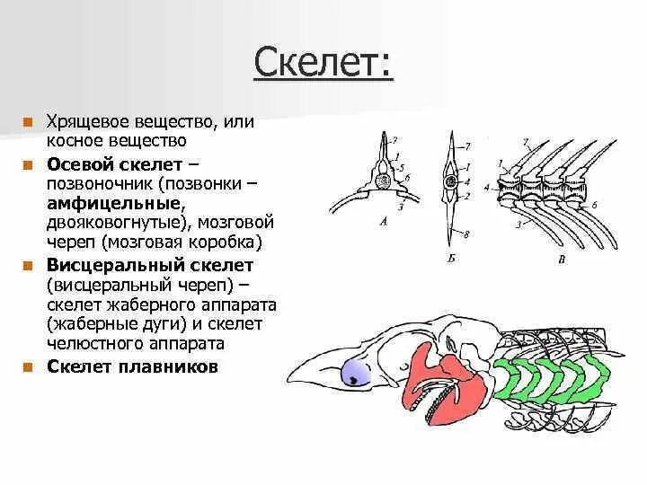 Амфицельные позвонки это у рыб. Амфицельные позвонки строение. Осевой скелет позвоночных. Осевой скелет хрящевых рыб.