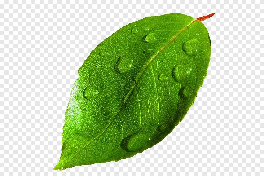 Прожилки листьев. 3d модель кленового листа. Текстура листвы. Лист с прожилками. Лаймовая текстура.