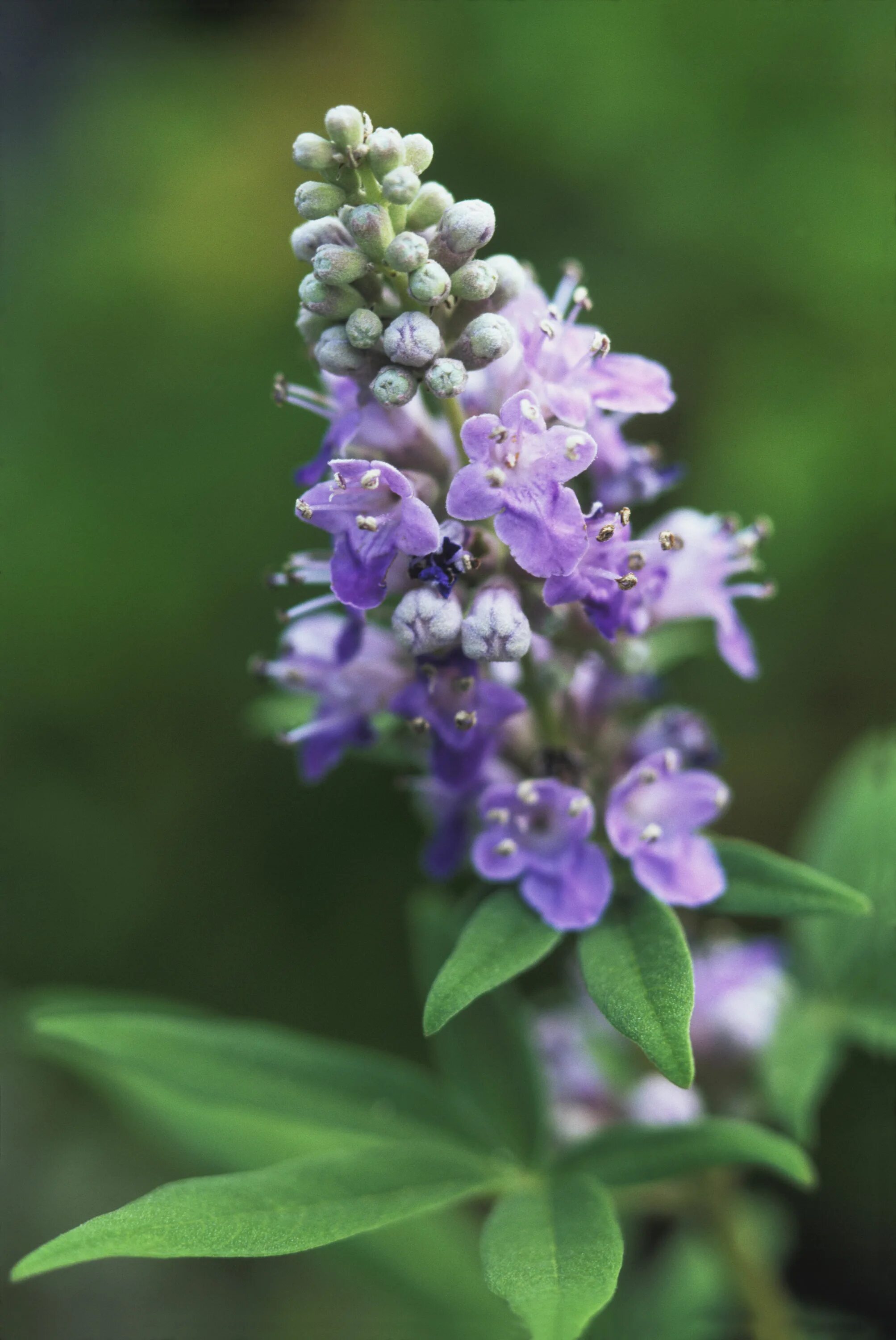 Vitex Agnus castus. Agnus castus (прутняк). Прутняк Авраамово дерево. Авраамово дерево Витекс. Экстракт плодов прутняка