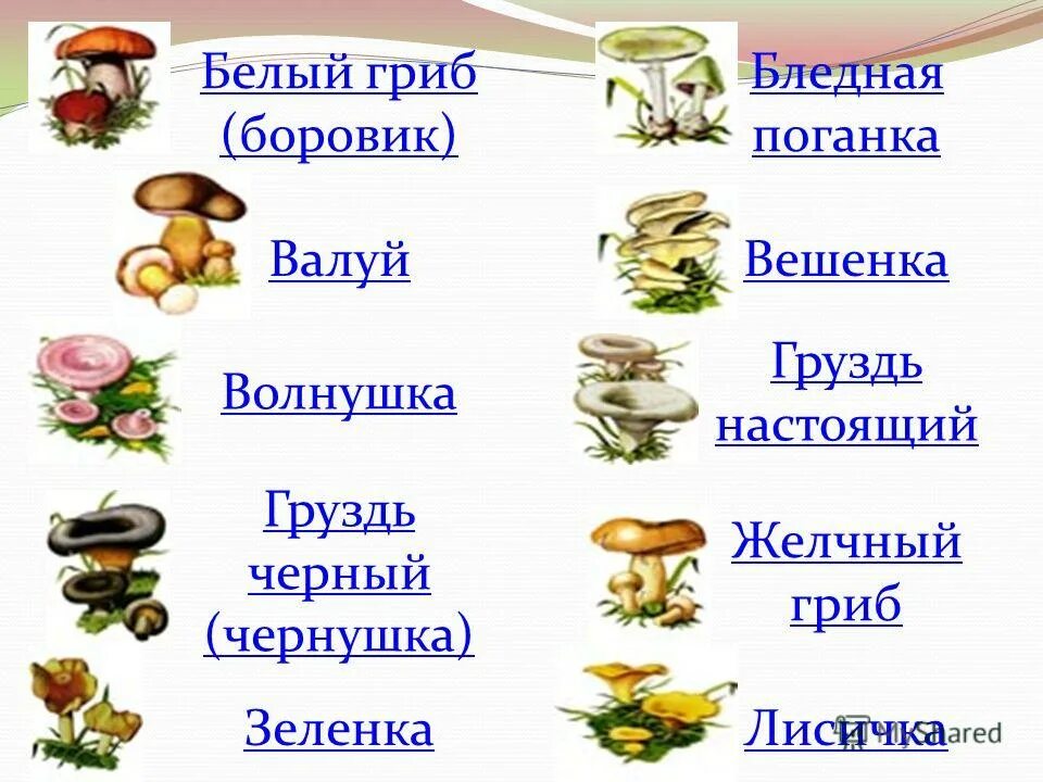 Белый гриб признаки. Как размножается гриб Боровик. Признаки сближающие грибы с растениями. Грибы поганки Крыма волнушки.