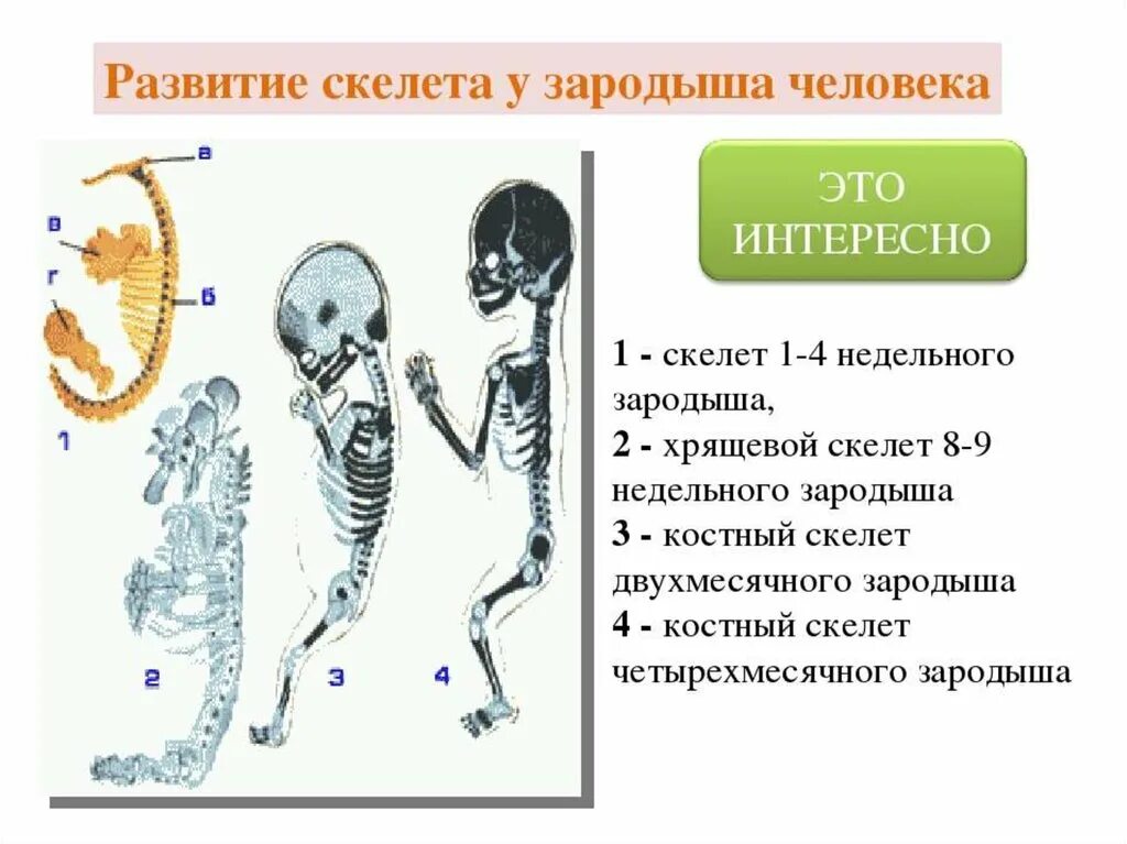 Скелет развивается из. Развитие скелета у зародыша человека. Этапы формирования скелета. Стадии развития скелета.