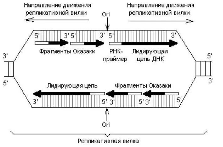 Материнская цепь днк. Экзонуклеазная активность ДНК полимеразы 1. Репликация ДНК У E. coli. Репликация РНК вирусов. ДНК полимераза направление движения.
