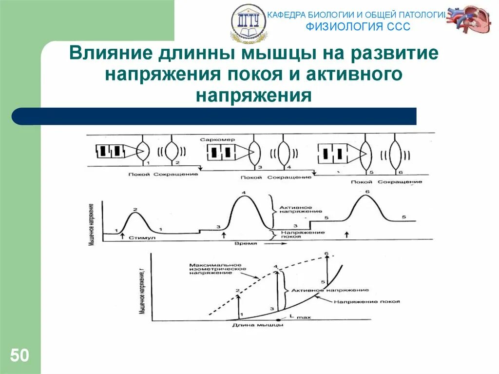 Физиологическое напряжение. Физиология сердечно-сосудистой системы. напряжение покоя и активное напряжение мышцы. пассивное и активное напряжение мышц.