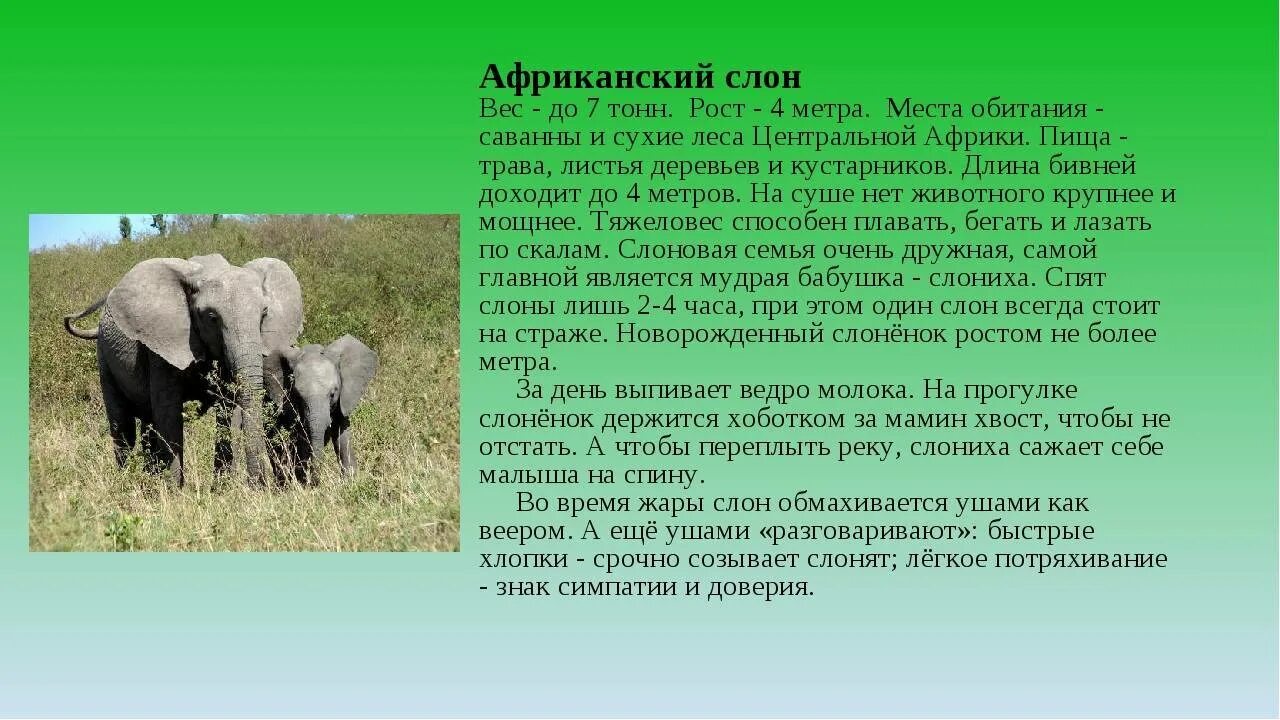 Какой тип развития характерен для африканского слона. Сведения о слоне. Африканский слон доклад 1 класс. Рассказ о слонах. Презентация про слонов.