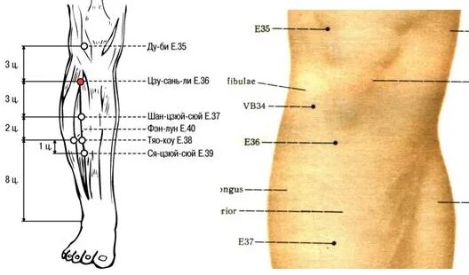 Как найти точку долголетия. Точка e36 Цзу-Сан-ли. Точка Цзу Сань ли -36. Цзу-Сань-ли (е36). Точка долголетия е36 Цзу Сан ли точка.
