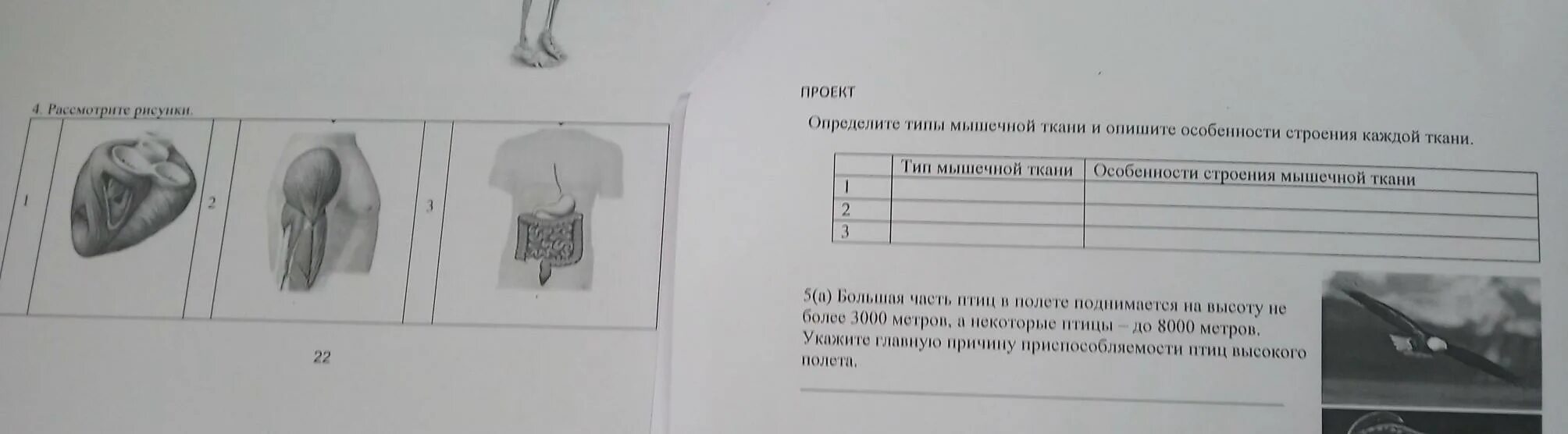 Рассмотрите рисунок и определите направление в. Рассмотрите ткани а-д определите типы.