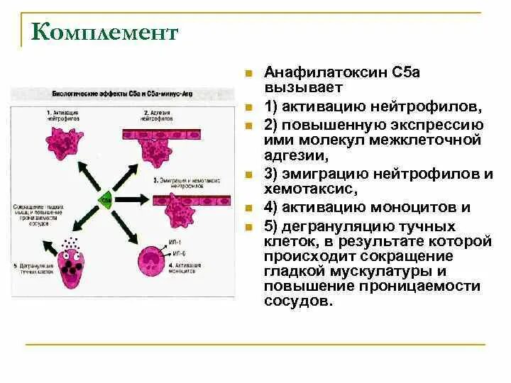 Определение комплемента. Функции системы комплемента. С5а компонент комплемента. Система комплемента роль в иммунитете. Функции комплемента в реакциях иммунитета:.