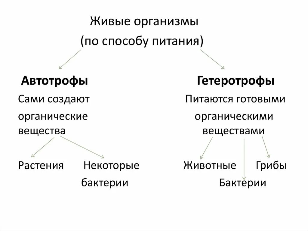 Автотрофный тип питания организмы