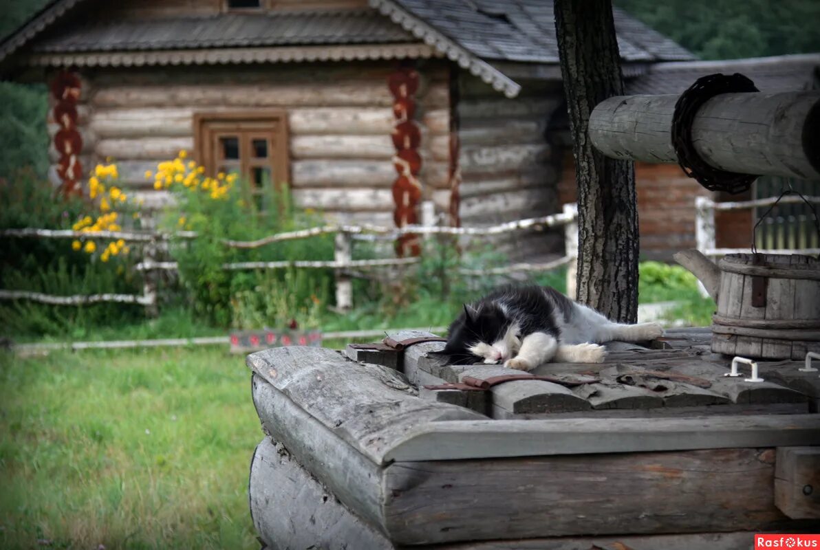 Хочу домой в деревню. Деревенский домик с колодцем. Деревенский кот. Колодец в деревне. Кот в деревне.