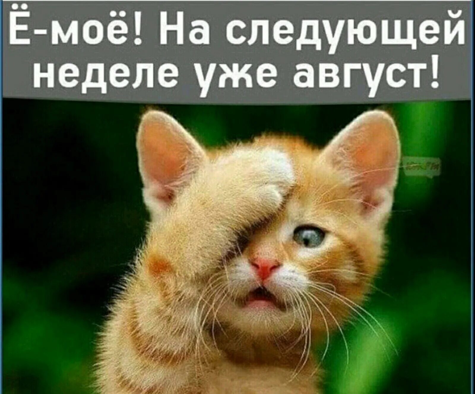 Приду на следующей неделе. Е мое на следующей неделе уже август. на следующей неделе уже август. открытки на следующей неделе уже август. открытка е мое на следующей неделе уже август.