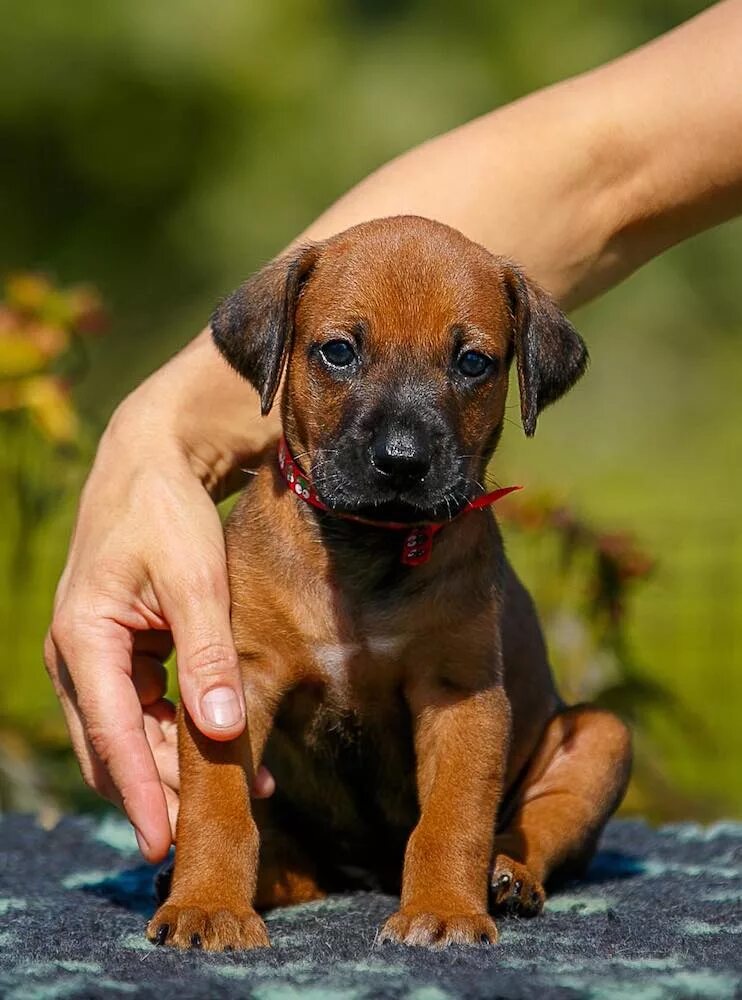 родезийский риджбек родезийский риджбек. риджбек родезийский о породе. родезийский риджбек щенки. родезийский риджбек щенки. проденезийсеиц риджбек.