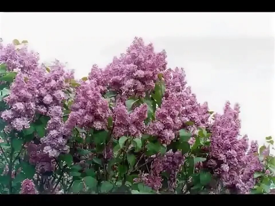 Расцвела сирень в моем садочке минус. Сирень махровая галина. Расцвела сирень в моем садочке минус. Персидская сирень стихи. Расцвела сирень в моем садочке минус.