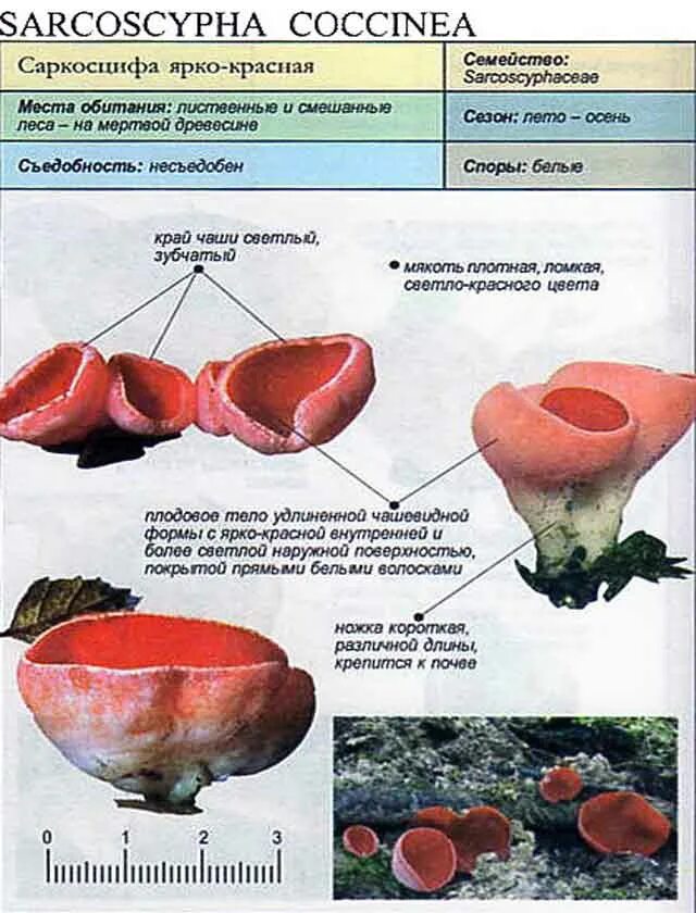 Саркосцифы грибы ложные. Саркосцифа Австрийская. Саркосцифа алая гриб описание. Саркосцифа Кокинеа.
