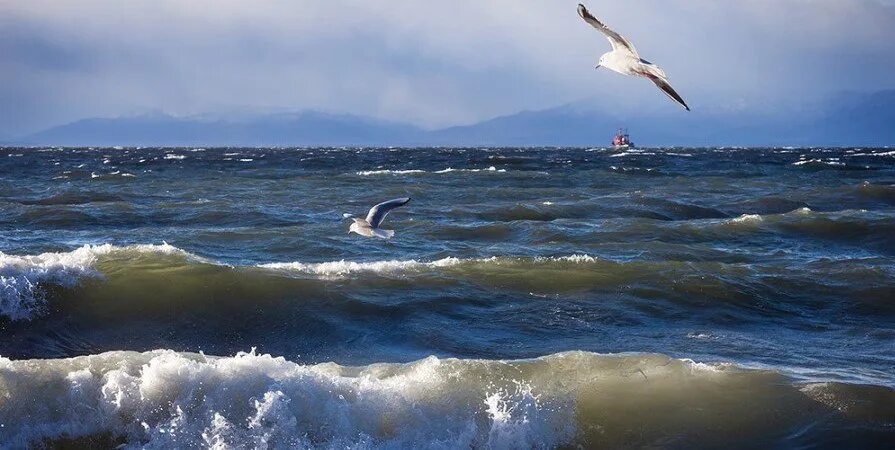 Прибой чайка. Море Прибой Чайки. Чайки над Каспием. Чайки над морем. Чайки на Каспийском море.