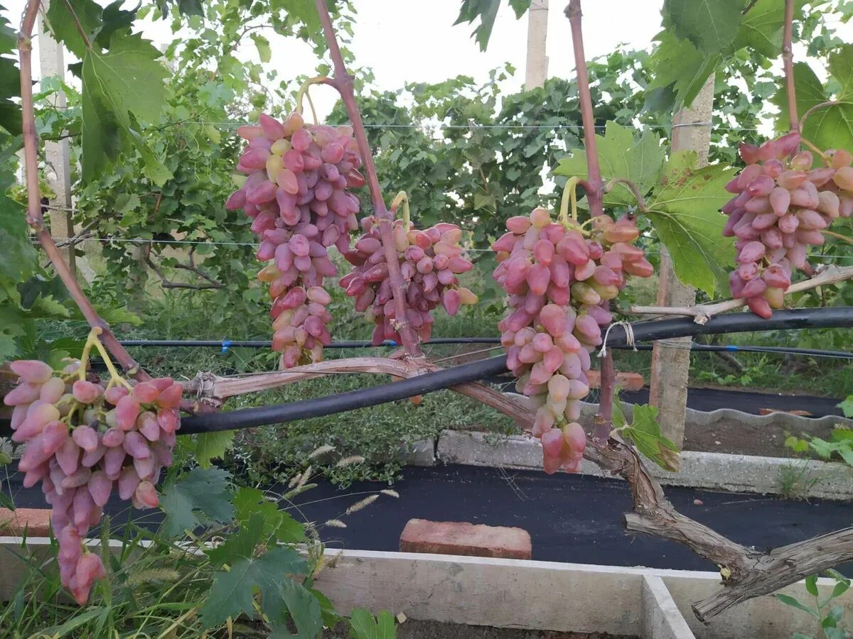 Виноград арк. Виноград оригинал розовый. Сорт винограда оригинал. Виноград оригинал. Виноград арочный.