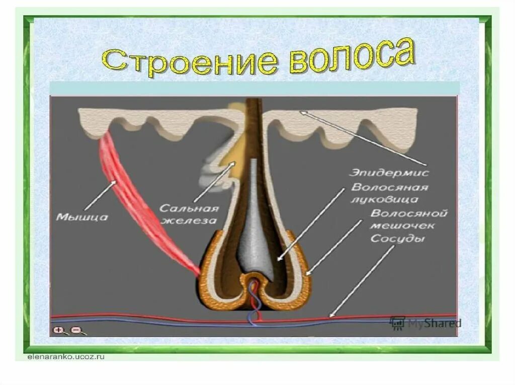 Строение волоса. Строение кожи и волоса человека. Строение Солос. Строение волоса без подписи.